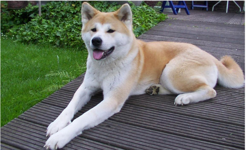 秋田犬が海外でも人気の理由がおもしろい 日本が誇る大型犬 Won Won Pet Labo わんわん ペットラボ
